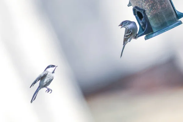 Birds Feeding Playing Feeder — Stock Photo, Image