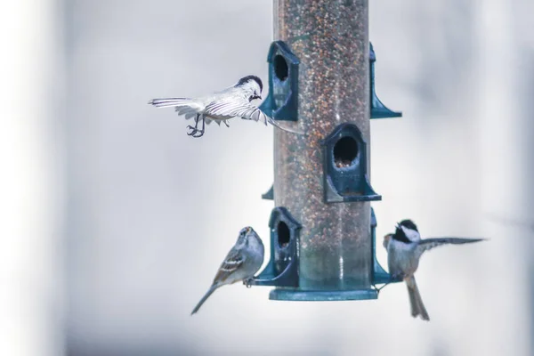 Птахи Харчуються Грають Годівниці — стокове фото