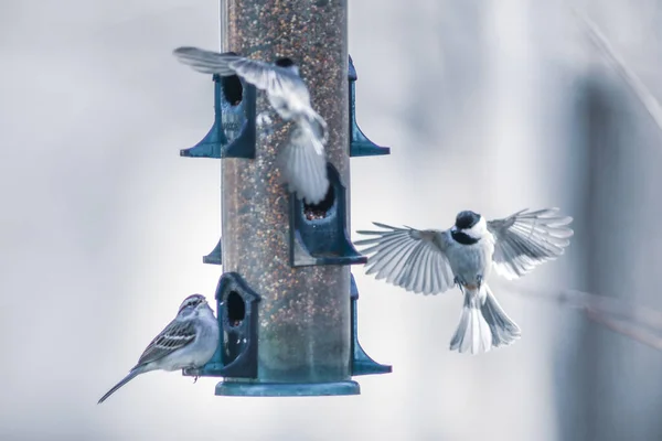 Birds Feeding Playing Feeder — Stock Photo, Image