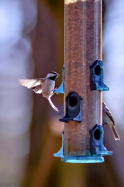 Backyard Birds Bird Feeder — Stock Photo, Image