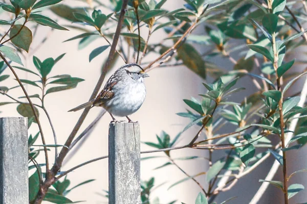 バードフィーダーの周りの裏庭の鳥 — ストック写真