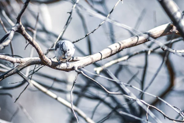 Marsh Tit Chickadee Resting Tree Branch — Stock Photo, Image
