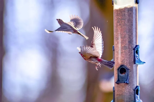 Oiseaux Arrière Cour Autour Mangeoire Oiseaux — Photo