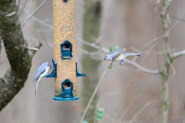 Achtertuin Vogels Rond Vogel Feeder — Stockfoto