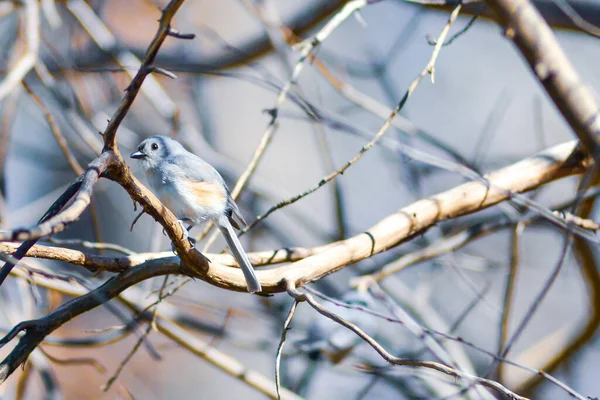Марш Тит Пташенята Відпочивають Гілці Дерева — стокове фото