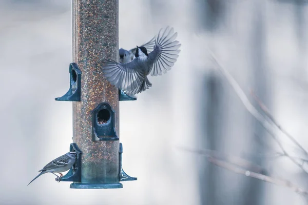 Birds Feeding Playing Feeder — Stock Photo, Image