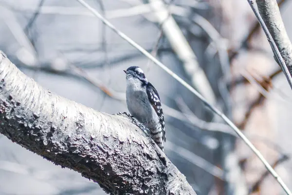 Uros Alaspäin Tikka Kyydissä Puun Rungossa — kuvapankkivalokuva