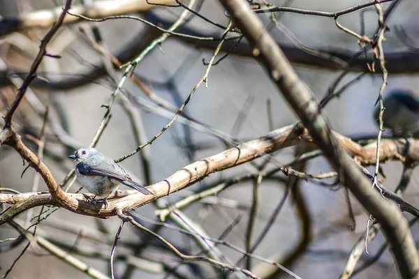 Marsh Tit Chickadee Resting Tree Branch — Zdjęcie stockowe