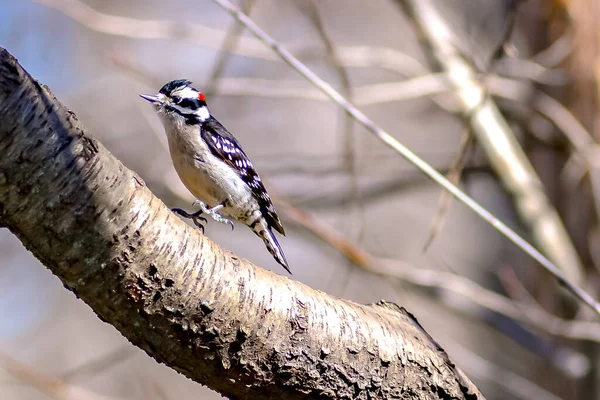 Male Downy Woodpecker Perched Tree Trunk — Stock Photo, Image