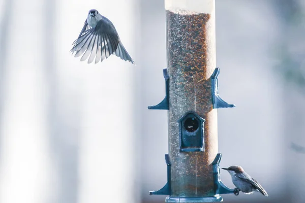 Păsări Curte Jurul Alimentator Păsări — Fotografie, imagine de stoc