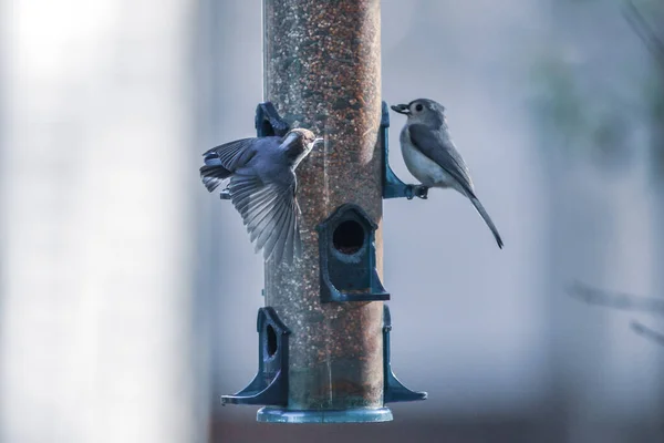 Aves Quintal Redor Alimentador Aves — Fotografia de Stock