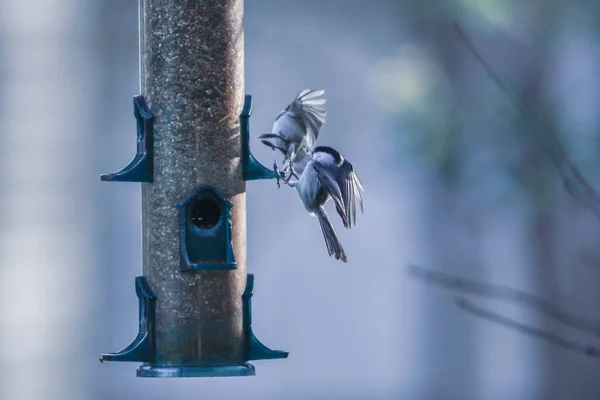 Burung Halaman Belakang Sekitar Pengumpan Burung — Stok Foto