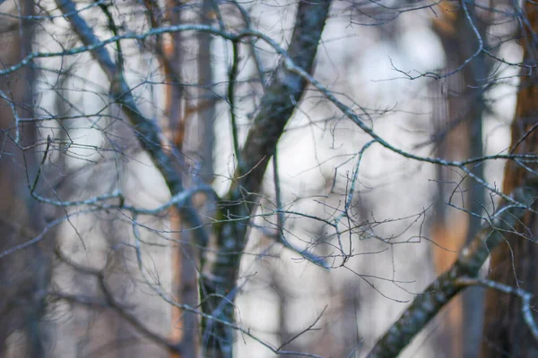 Morgonskog Träd Grenar Bokeh — Stockfoto