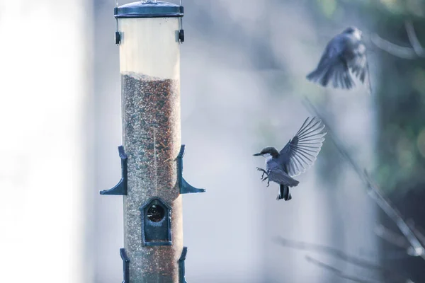 Lintujen Ruokintaa Ympäröivät Takapihan Linnut — kuvapankkivalokuva