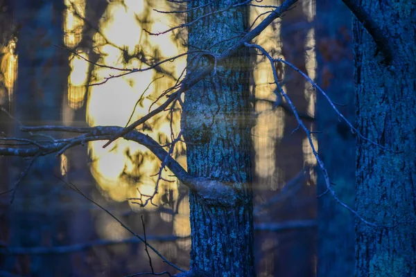 Ranní Lesní Větve Stromů Bokeh — Stock fotografie