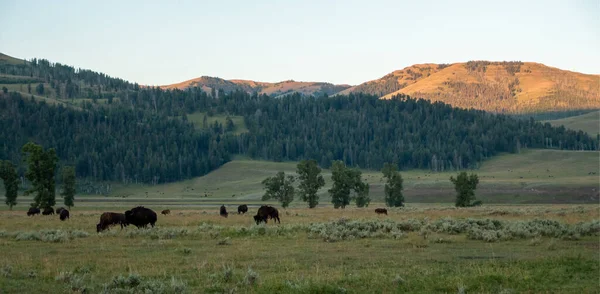 Bison Graze Lamar Valleyat Yellowstone National — Foto de Stock