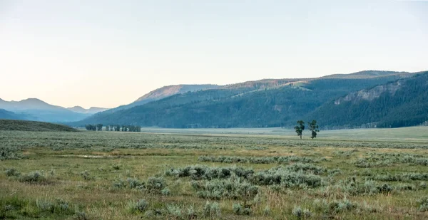 Lamar Vadisi Yellowstone Bizon Otladı — Stok fotoğraf