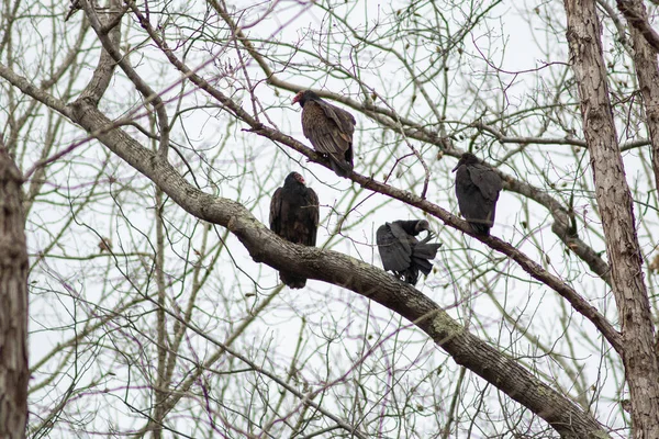 Vulture Birds Resting Tree Good Meal — Stock Photo, Image