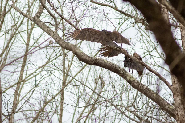 Akbaba Kuşlar Iyi Bir Yemekten Sonra Ağaçta Dinleniyorlar — Stok fotoğraf