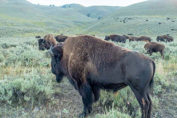 Bisons Grasen Lamar Valleyat Yellowstone National — Stockfoto