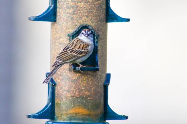 Kuş yemliğinin orada bir grup kuş geziniyor.