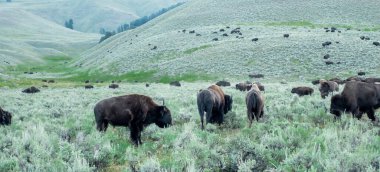 Wyoming 'deki Yellowstone Ulusal Parkı' ndaki görüntüler