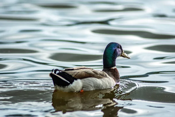 wild duck relaxing in water on a lake