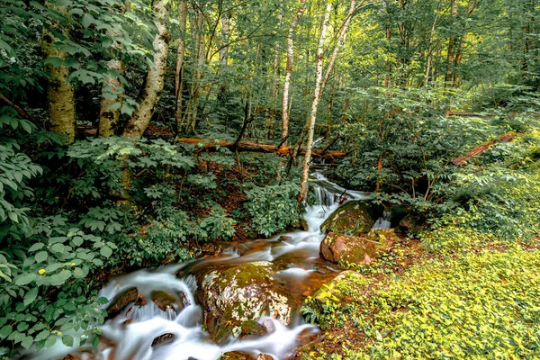 Wunderschöne Friedliche Natur Einem Bach Den Bergen — Stockfoto
