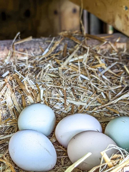 Close View Group Raw White Chicken Eggs Nest — Stock Photo, Image