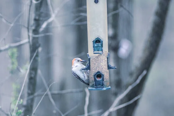 Bunch Birds Hanging Out Bird Feeder — Stock Photo, Image