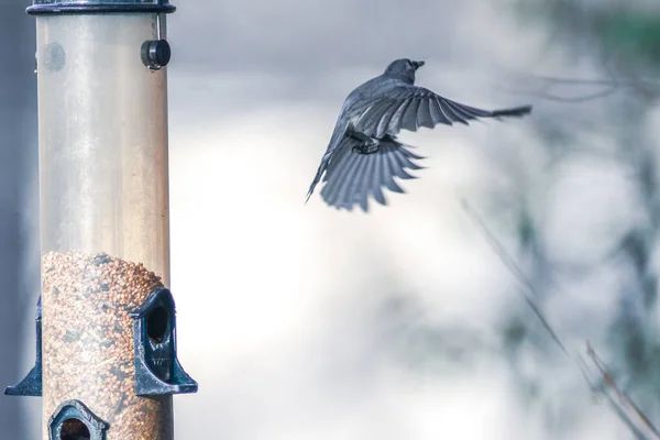 Vogelschar Hängt Vogelfutterhäuschen — Stockfoto