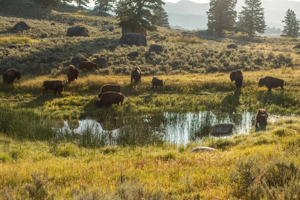 Szenen Rund Den Yellowstone Nationalpark Wyoming — Stockfoto