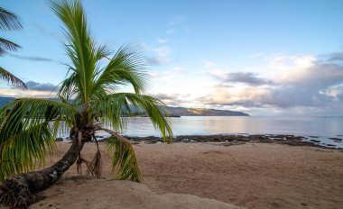 Görünüm pistimiz, Oahu kuzey kıyısında, Hawaii park ve tropikal plaj