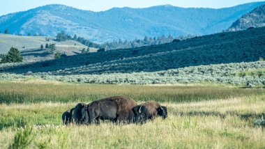 yeallowstone national park bison grazing at day light