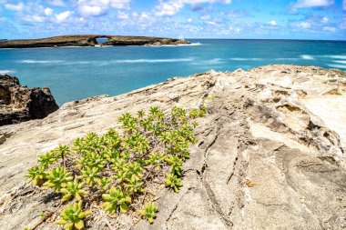 Laie Sea kemeri ve Oahu Hawaii 'deki Rocky Cliff plajı.