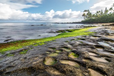 Oahu 'nun kuzey kıyısındaki Laniakea' da gökkuşağı ove plajı