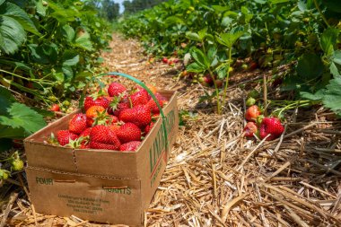 Olgun kırmızı çilek yerel bir çiftlikte toplanmaya hazır.