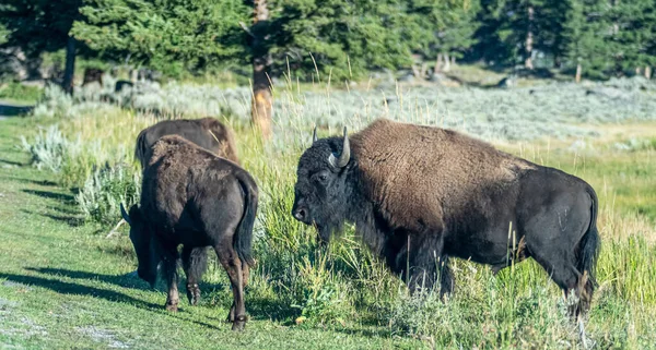 Yeallowstone National Park Bison Grazing Day Light — Fotografia de Stock