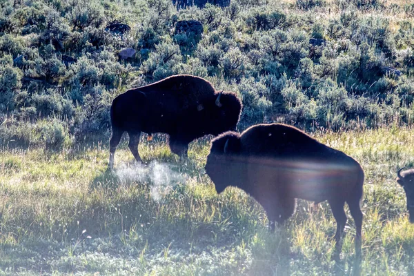 Yeallowstone National Park Bison Grazing Day Light — Stockfoto