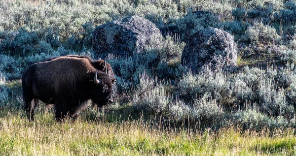 Yeallowstone National Park Bison Grazing Day Light — Stockfoto