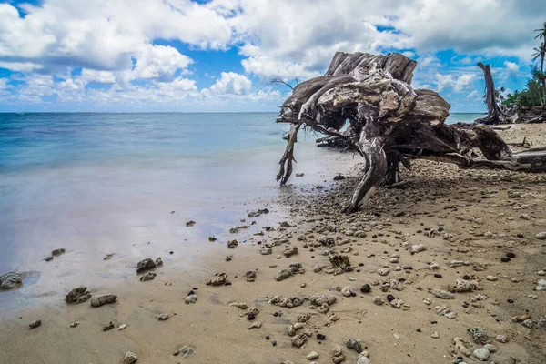 Punaluu Beach Park Drijfhout Oahu Hawaii — Stockfoto