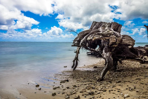 Punaluu Beach Park Driftwood Oahu Hawaii — Photo