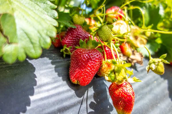 Ripe Red Strawberry Ready Pick Local Farm — Stok fotoğraf