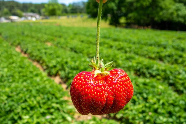 Ripe Red Strawberry Ready Pick Local Farm — Stock Photo, Image