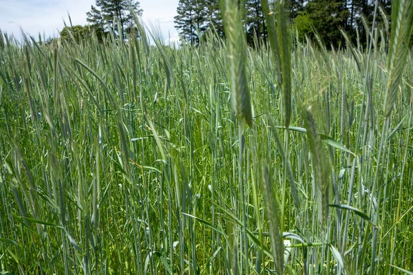 Green Wheat Rye Field Country Farm Land — Stockfoto