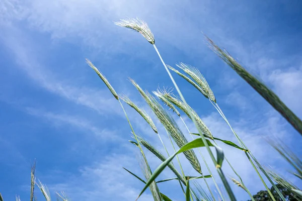 Green Wheat Rye Field Country Farm Land — стоковое фото