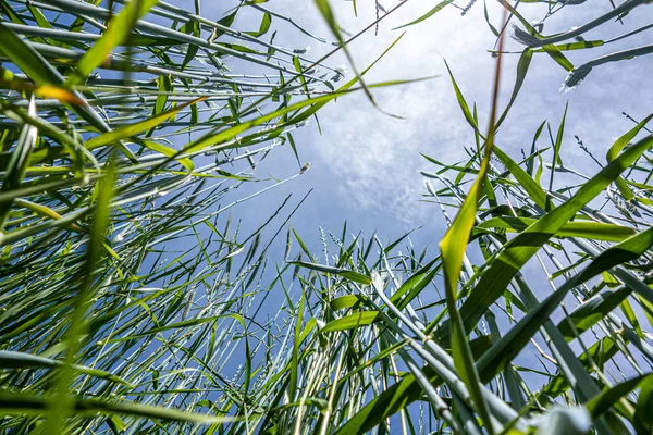 Zielone Pole Żyta Pszennego Gospodarstwie Rolnym — Zdjęcie stockowe