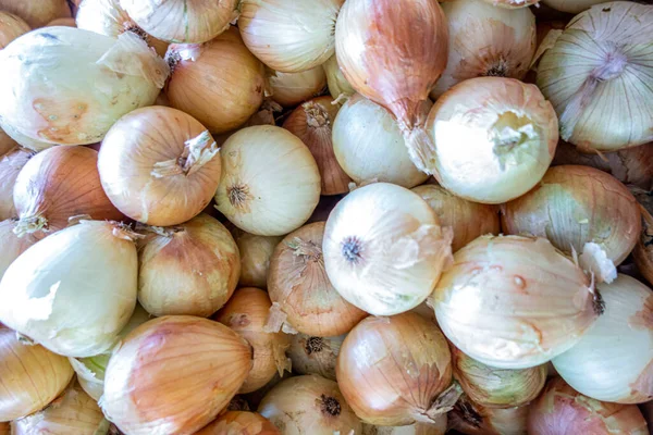 Fresh Harvest Juicy Onions Local Fruit Market — Stock Photo, Image