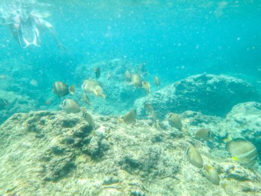 Köpek balıkları Oahu Hawaii 'nin kuzey kıyısında şnorkelle yüzüyor.