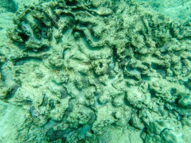 Köpek balıkları Oahu Hawaii 'nin kuzey kıyısında şnorkelle yüzüyor.